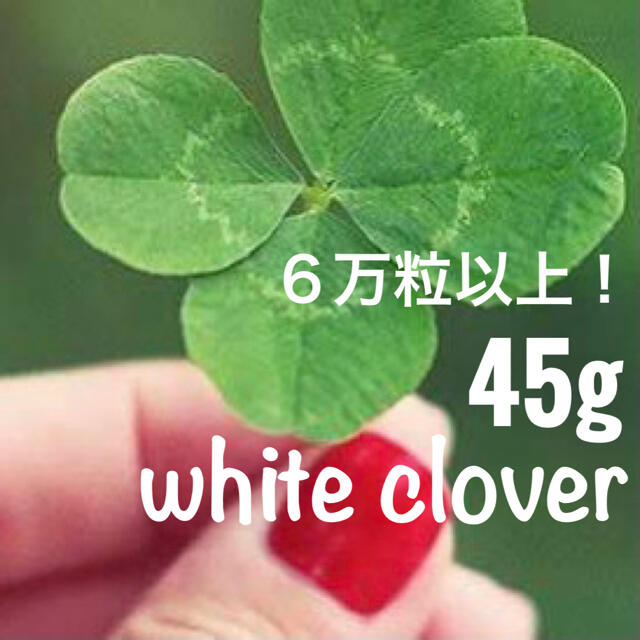 【最安値！説明書つき】ホワイトクローバー、シロツメクサの種 たっぷり45g ハンドメイドのフラワー/ガーデン(その他)の商品写真