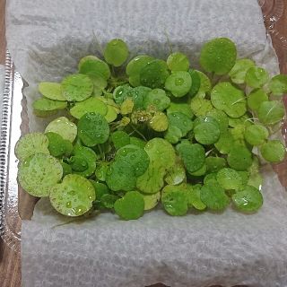 ドワーフフロックピット（１カップ分）水草 浮草 無農薬 メダカ飼育にオススメ♪(アクアリウム)