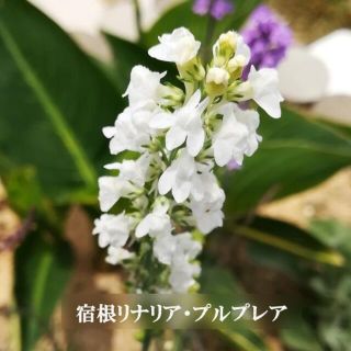 秋まき　花の種　宿根リナリア・プルプレア混合　種　100粒(その他)