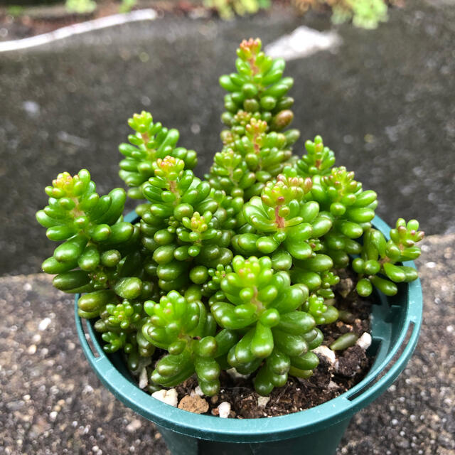 多肉植物✩.*˚レッドベリー ポットごとの通販 by ゆうか's shop|ラクマ