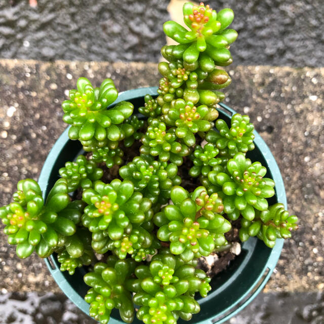 多肉植物✩.*˚レッドベリー ポットごとの通販 by ゆうか's shop|ラクマ