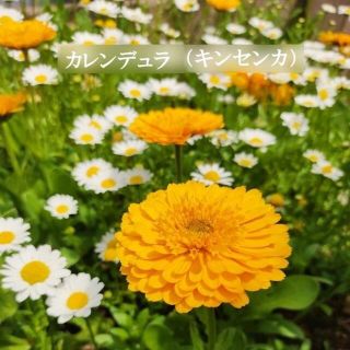 秋まき　花の種　カレンデュラ（キンセンカ）オレンジ色　初心者向き　種　30粒(その他)