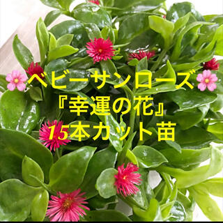 ベビーサンローズ『幸運の花』15本カット苗　初心者向け(その他)