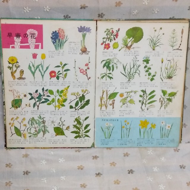 小学館(ショウガクカン)の植物の図鑑 エンタメ/ホビーの本(絵本/児童書)の商品写真