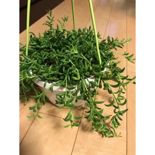 三日月グリーンネックレス　カット苗10本　観葉植物　多肉植物(その他)