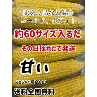 甘い訳ありゴールドホワイト約60サイズ入るだけ(野菜)