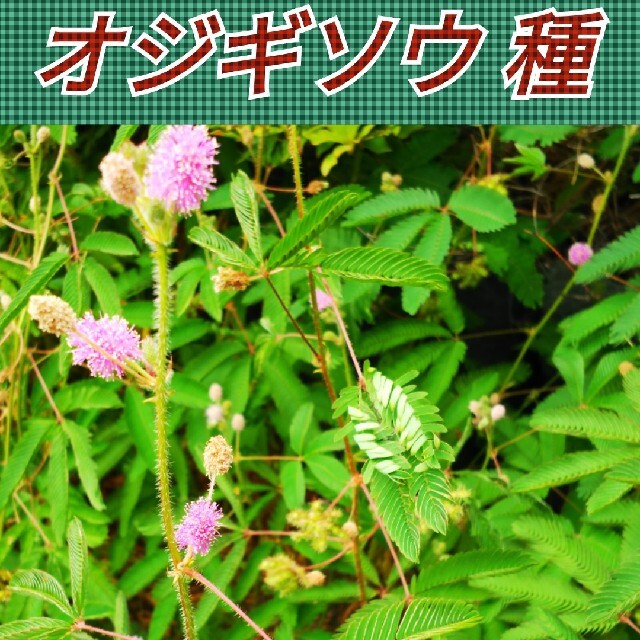 オジギソウ 種 60粒以上【まきどき】 ハンドメイドのフラワー/ガーデン(その他)の商品写真
