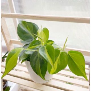 フィロデンドロン　オキシカルジウム　斑入　ハンギング　つる　観葉植物(その他)