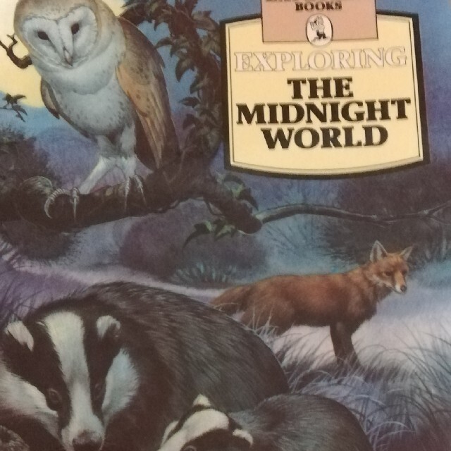 PICCORO EXPLORER BOOK THE MIDNIGHT WORLD エンタメ/ホビーの本(洋書)の商品写真