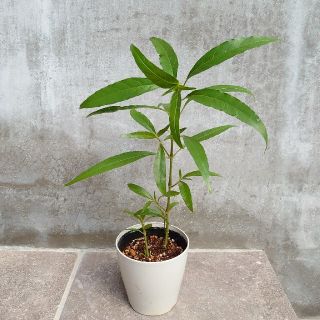 沖縄 薬草 接骨草 苗(その他)