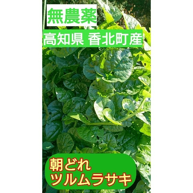 高知県産 ツルムラサキ 送料無料 ネコポスいっぱい 食品/飲料/酒の食品(野菜)の商品写真