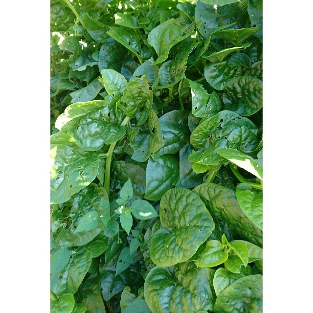 高知県産 ツルムラサキ 送料無料 ネコポスいっぱい 食品/飲料/酒の食品(野菜)の商品写真