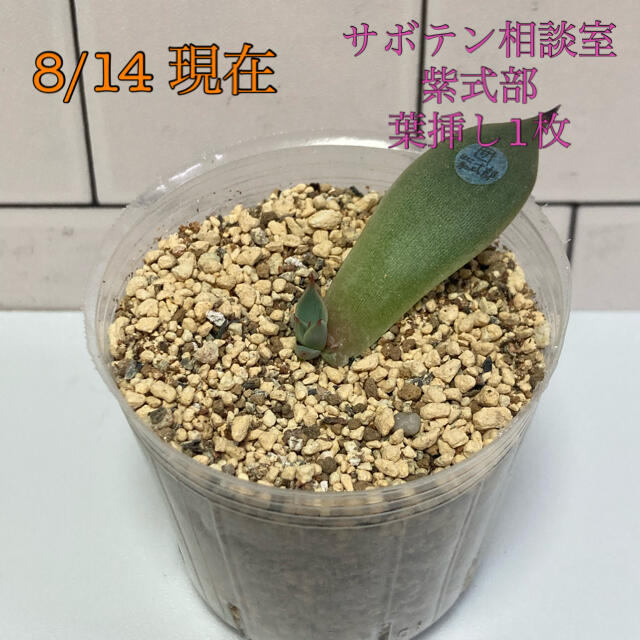 多肉植物 サボテン相談室 紫式部 葉挿し1枚 発芽 発根済み の通販 By ままぱんだ S Shop ラクマ