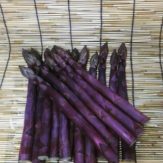 激レア☆紫アスパラガス「満味紫」の種30粒＋おまけ♪(プランター)