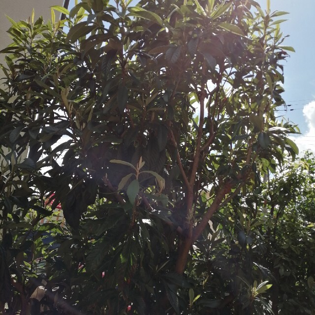 枇杷　苗 ハンドメイドのフラワー/ガーデン(その他)の商品写真
