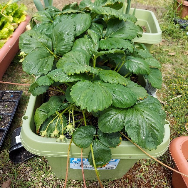 訳ありイチゴ苗100株 食品/飲料/酒の食品(野菜)の商品写真