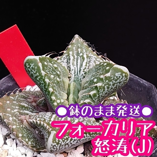 ●鉢のまま発送● 怒涛 (J) フォーカリア 多肉植物 ハンドメイドのフラワー/ガーデン(その他)の商品写真