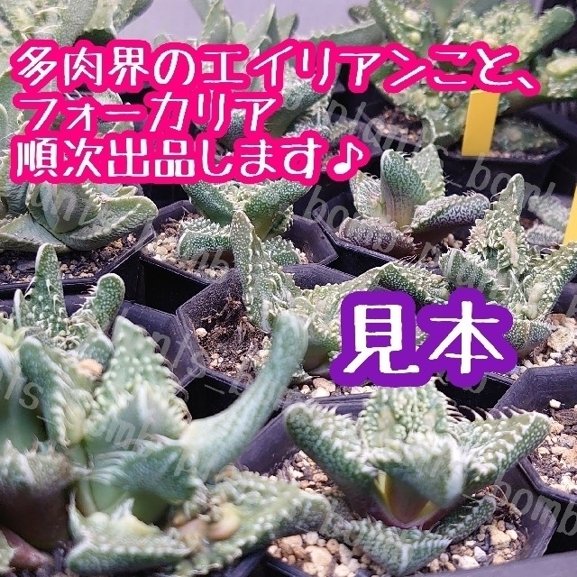 ●鉢のまま発送● 怒涛 (J) フォーカリア 多肉植物 ハンドメイドのフラワー/ガーデン(その他)の商品写真