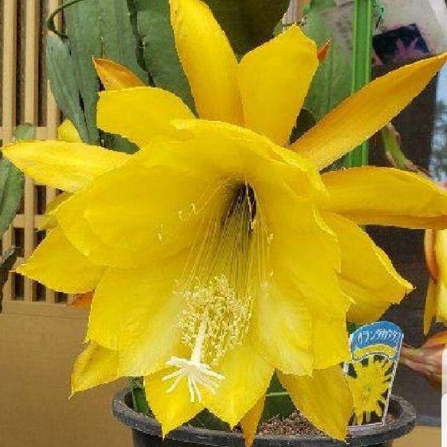 サボテン エキノカクタス 太平丸 古株 実生 - www.massagioconda.it 多肉植物 クジャク花サボテン カーテンコール