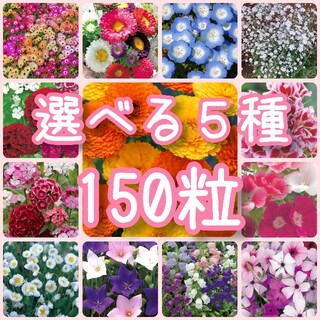 【花の種】選べる5種 150粒 種子(野菜)
