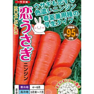 恋うさぎ人参の種  50粒  うさぎも恋する色濃い人参(野菜)