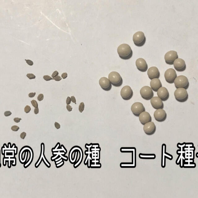 恋うさぎ人参の種 50粒 うさぎも恋する色濃い人参 食品/飲料/酒の食品(野菜)の商品写真