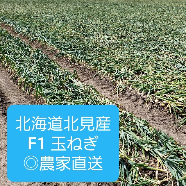 北海道 北見産 ミニ 新玉ねぎ ◎農家直送の通販 by TM's shop|ラクマ