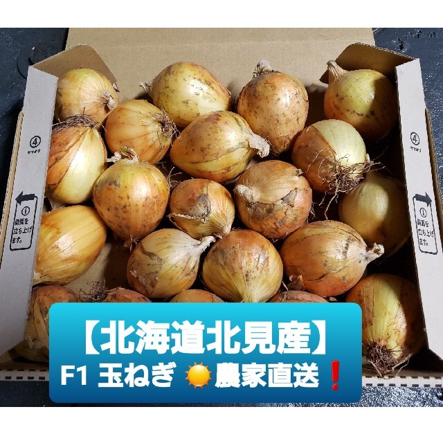 北海道 北見産 ミニ 新玉ねぎ ◎農家直送 食品/飲料/酒の食品(野菜)の商品写真