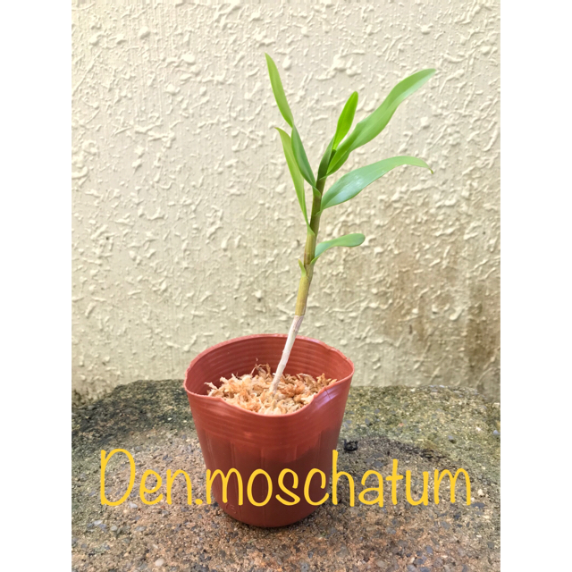 洋蘭原種 Den.moschatum 高芽株 ハンドメイドのフラワー/ガーデン(プランター)の商品写真