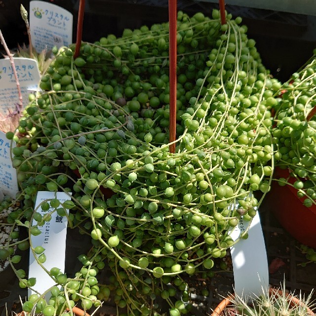 グリーンネックレス　多肉植物　カット ハンドメイドのフラワー/ガーデン(その他)の商品写真