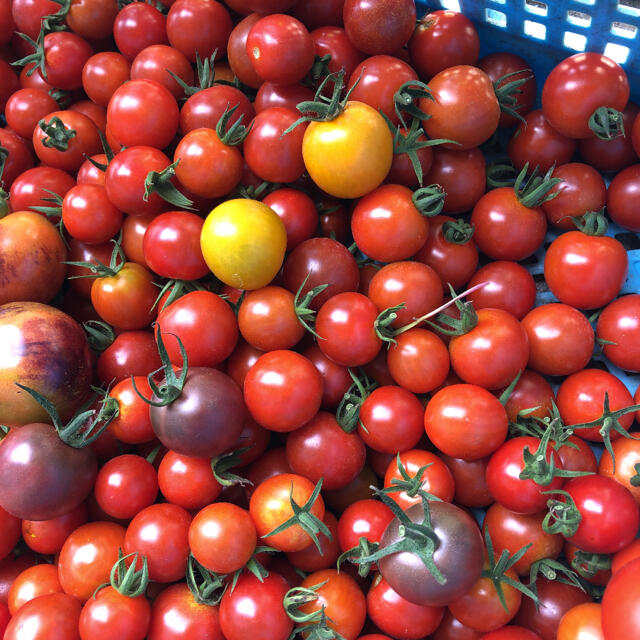 本日朝採り　無農薬　トマトセット　箱込み1.1kg 食品/飲料/酒の食品(野菜)の商品写真