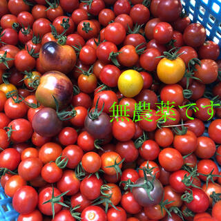 本日朝採り　無農薬　トマトセット　箱込み1.1kg(野菜)