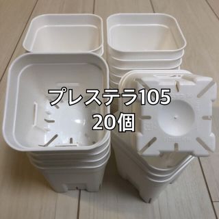 プレステラ105 白 20個(プランター)