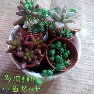 多肉植物　小苗セット(その他)