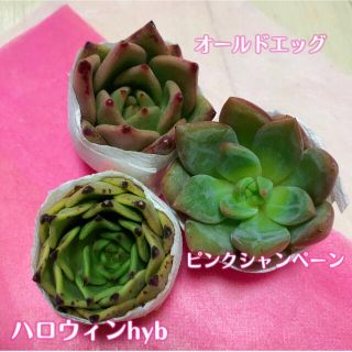 多肉植物 カット苗セット(SALE)残り2セット(その他)