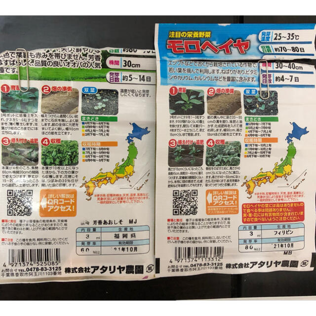 野菜の種 3種セット 食品/飲料/酒の食品(野菜)の商品写真