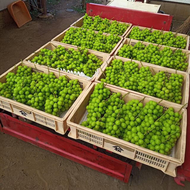 【夏季限定】No.30　4kg　シャインマスカット　産地直送　摘みたて　山梨県産