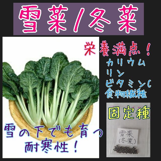 雪菜 冬菜 固定種 在来種 野菜の種 家庭菜園 種子 種 食品/飲料/酒の食品(野菜)の商品写真