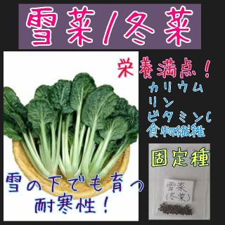 雪菜 冬菜 固定種 在来種 野菜の種 家庭菜園 種子 種(野菜)