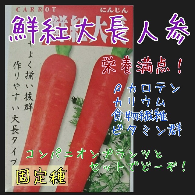 鮮紅大長人参 固定種 在来種 野菜の種 家庭菜園 種子 種 食品/飲料/酒の食品(野菜)の商品写真