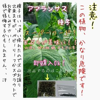 アマランサス 自家採種 家庭菜園 野菜の種 水耕栽培 スーパーフード(野菜)