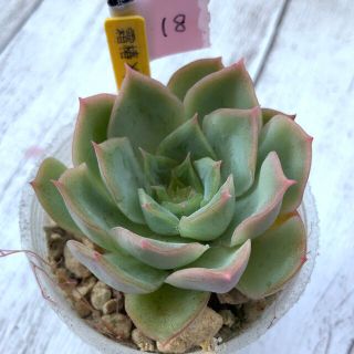 18.多肉植物　実生苗　霜椿×chihuahuaensis,Yecora(その他)