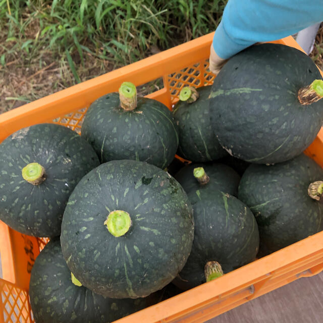 農家直送☆じゃがいも＋カボチャセット　約6.5kg 80サイズ 食品/飲料/酒の食品(野菜)の商品写真