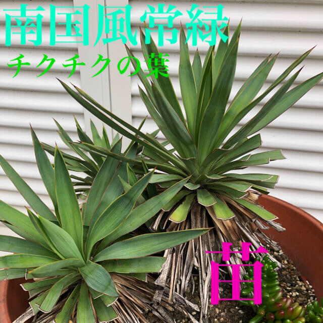 アガペ風　ユッカ風　ラン風　南国風植物　✴︎   苗   2株 ハンドメイドのフラワー/ガーデン(その他)の商品写真