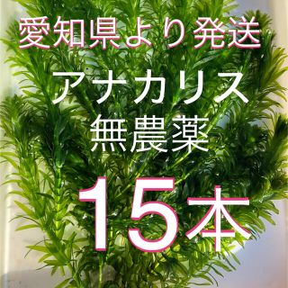 水草アナカリス　15本(アクアリウム)