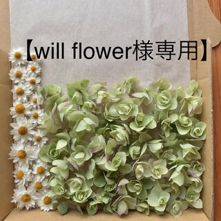 【will flower様専用】ペーパーカスケードとオレガノケントビューティー(ドライフラワー)