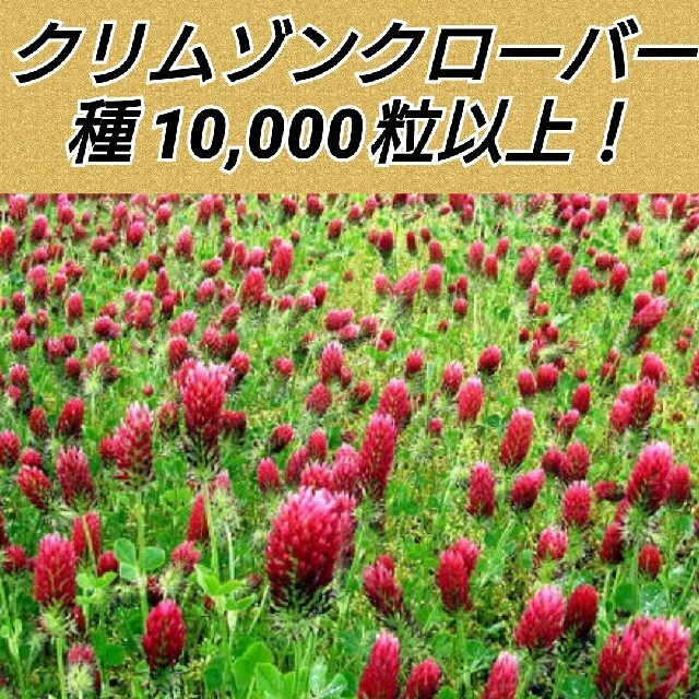 クリムゾンクローバー（ストロベリーキャンドル）種子10000粒以上 ハンドメイドのフラワー/ガーデン(その他)の商品写真