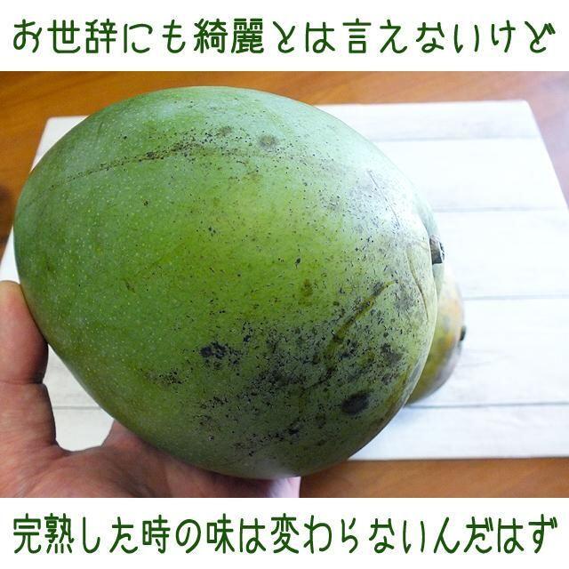 沖縄産訳あり「Ｂ級品」扱いキーツマンゴー約２キロ┃滑らかな食感が人気 食品/飲料/酒の食品(フルーツ)の商品写真