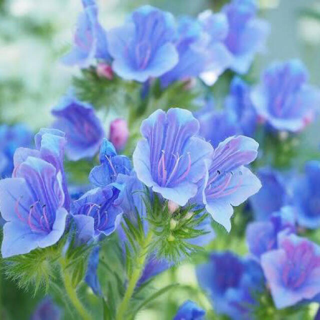 長～く咲く青い花 エキウムブルーベッダー(ブルガレ)種 ブルーガーデンに♪レア ハンドメイドのフラワー/ガーデン(その他)の商品写真