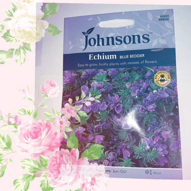 長～く咲く青い花 エキウムブルーベッダー(ブルガレ)種 ブルーガーデンに♪レア ハンドメイドのフラワー/ガーデン(その他)の商品写真